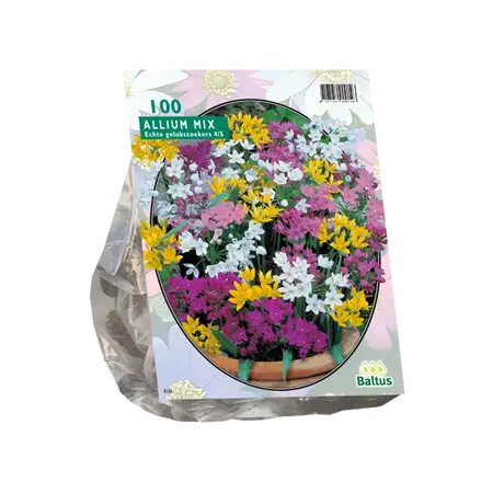 Allium mix 100st