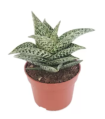 Aloe variegata P8,5 H20 cm