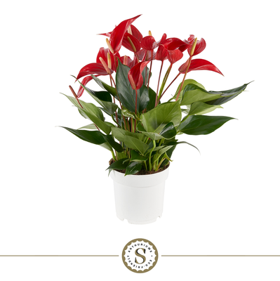 Anthurium 12cm Mille Fleurs Roja