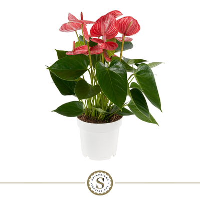 Anthurium 14cm Livium Ruby