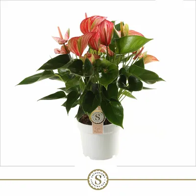 Anthurium 17cm Livium Red