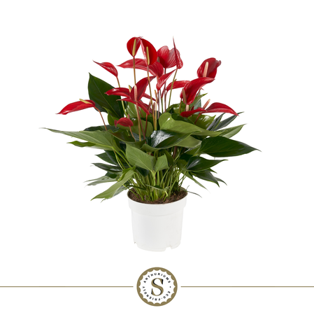 Anthurium 17cm Mille Fleurs Roja