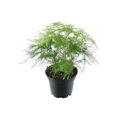 Asparagus plumosus ZS
