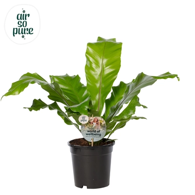 Asplenium P17 Nidus ASP