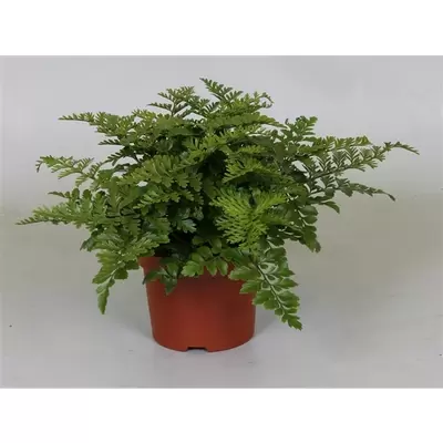 Asplenium Parvati P12cm H35