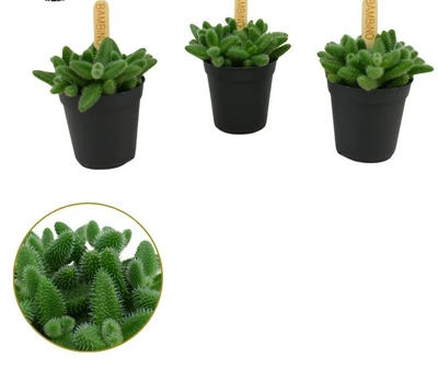 Bambino Delosperma echinatum P5.5