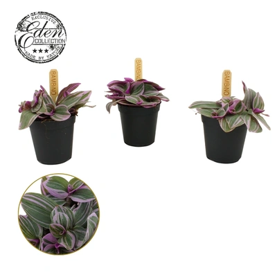 Bambino Tradescantia Sweetness P5.5