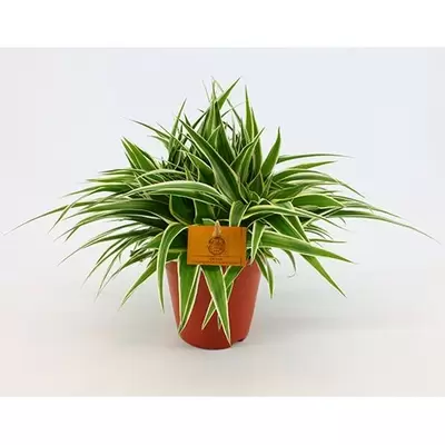 Chlorophytum Ocean P12 H20 cm