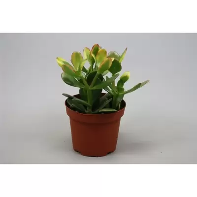 Crassula ovata P8,5 H20 cm