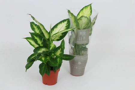 Dieffenbachia Camilla P12