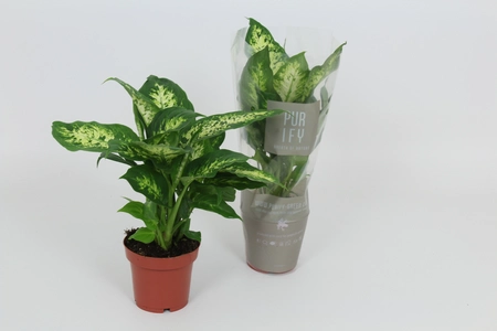 Dieffenbachia P17 Compacta