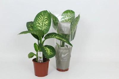 Dieffenbachia P17 Tropic Snow