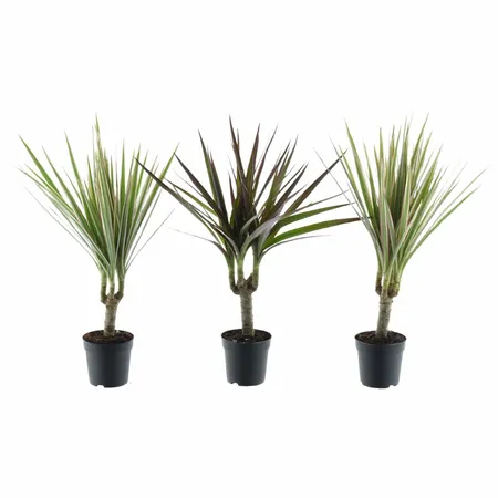 Dracaena gemengd mix P7cm