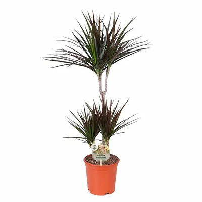 Dracaena P21 Magenta 45+15+10 ASP