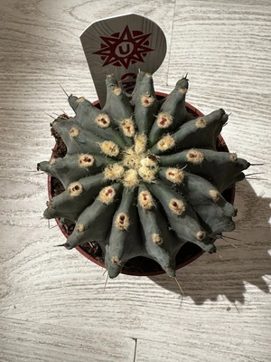 Ferocactus P10.5 glaucescens Inermis