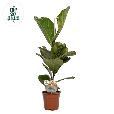 Ficus P17 Lyrata ASP