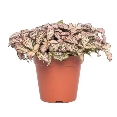 Fittonia Pink Flame p7cm