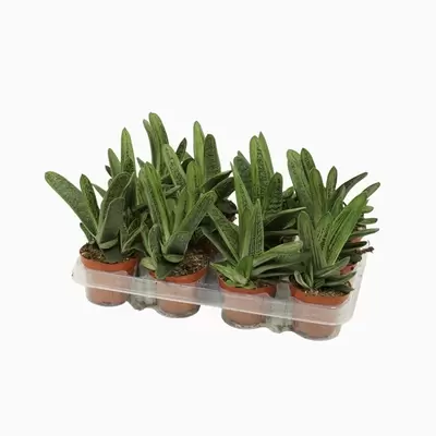 Gasteria Little Warty P8,5 H20 cm