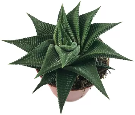 Haworthia limifolia Twister P8,5 H13 cm