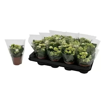 Kalanchoe Rosalina Mini wit P7cm