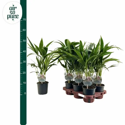 Kentia Howea ASP P13 50cm
