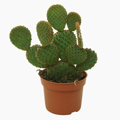 Opuntia P10.5 microdasys Rufida