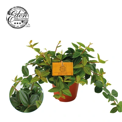 Peperomia Ang. Rocca Scuro P12