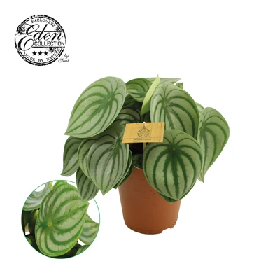 Peperomia argyreia P15
