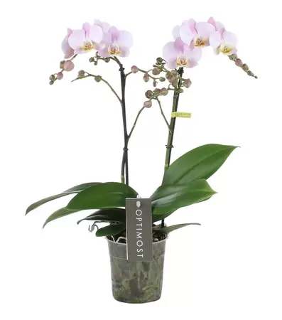 Phalaenopsis Angel Eyes 45cm