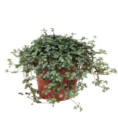 Pilea Glaucophylla Greyzy p12cm