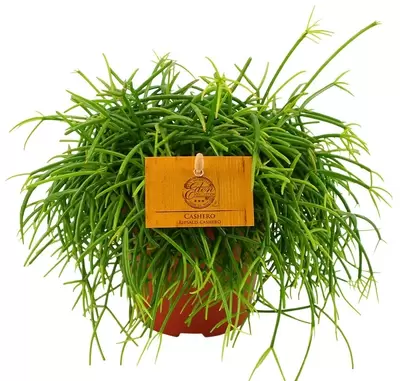 Rhipsalis Cashero P12 cm