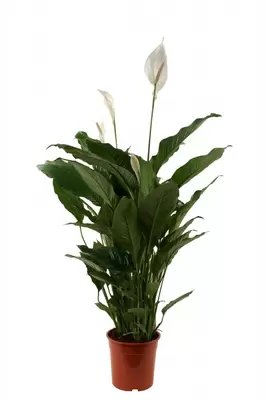 Spathiphyllum Sebastiano p24h115cm