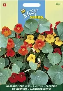 Tropaeolum majus enkelbloemig mx 3g - afbeelding 3