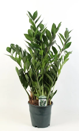 Zamioculcas Lucky Classic 15+ veren